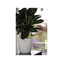 Hozelock Aquasolo Watering Cone (Multi Colour) - (TK1247) - Multicolor - View 7