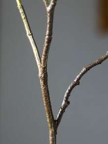 50-133厘米大型仿真棕榈树假百合竹子植物树枝高大的龙血树塑料木姜子叶子绿色龙舌兰叶适用于家庭花园派对房间办公室户外婚礼装饰 - 綠色 - 查看 6