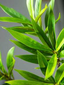 50-133厘米大型仿真棕榈树假百合竹子植物树枝高大的龙血树塑料木姜子叶子绿色龙舌兰叶适用于家庭花园派对房间办公室户外婚礼装饰 - 綠色 - 查看 7