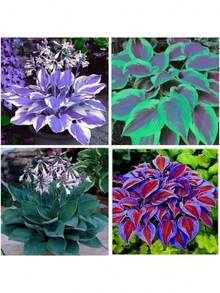 100 PCs Perilla Seed Is Cold-Resistant And Suitable For All Seasons, Suitable For DIY Garden, Home Garden, Flowerpot And Yard-Ideal Gardening Gift - 100 hạt giống - Xem 2