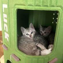 SUNFIONA [节省空间的 3D 树形猫公寓] 带抓柱和悬挂玩具的猫公寓 | 绿色、可拆卸且易于清洁，适用于多只猫、猫家具、宠物娱乐、俏皮的宠物设计