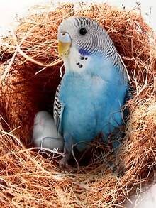 椰子纤维花盆罩，天然有机纤维，防虫，保护植物土壤，50克/200克/250克-花园装饰假草，圣诞装饰品 - 棕色 - 查看 10