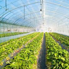 6 Mil 5 Year Clear Greenhouse Plastic Film Sheeting Cover UV Resistant Poly Tarp, For Gardening, Farming, Agriculture, Clear, Multple Size Are Available, Anti-Fogging, Heat Preservation, Anti-Static, Non-Sticky - trắng - Xem 8