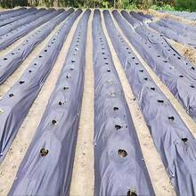 Heavy Duty Landscape Fabric With Planting Holes, Ground Cover Barrier Cloth For Garden, Yard, Vegetable & Fruit Planting, Control