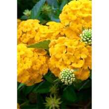 30 SEMILLAS para Hidrangea Amarilla Sol, flor rara, arbusto exótico, planta de hogar, vendedor de EE. UU. - Variante 1 - Ver 1
