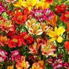 30 Semillas de Alstroemeria - Semillas de Flor de Lirio Peruano - Plantas Coloridas en , Semillas de Vegetales, Plantas Hosta, Plantas Vivas, Plantas de Jardín, Semillas de Flores, Plantas de Flores para Exterior, Repelente de Mosquitos, Plantas Perennes de Jardín, Semillas para Plantar, Plantas Vivas en , No Semillas, Semillas de Flores Perennes, Semillas de Plantas - 30 - Ver 1