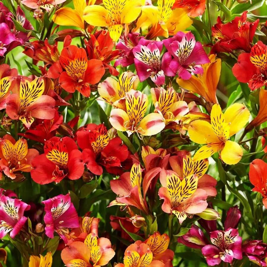 30 Semillas de Alstroemeria - Semillas de Flor de Lirio Peruano - Plantas Coloridas en , Semillas de Vegetales, Plantas Hosta, Plantas Vivas, Plantas de Jardín, Semillas de Flores, Plantas de Flores para Exterior, Repelente de Mosquitos, Plantas Perennes de Jardín, Semillas para Plantar, Plantas Vivas en , No Semillas, Semillas de Flores Perennes, Semillas de Plantas - 30 - Ver 1