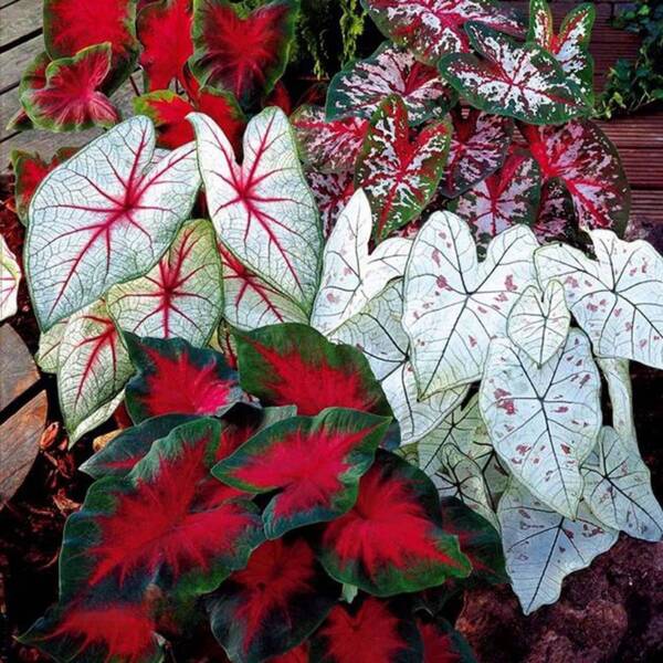 50 piezas de semillas de hojas de longevidad de mezcla de colores, semillas de plantas en macetas, semillas de árboles, semillas de crisantemo para decoración, adecuadas para plantar (rosa de hielo), semillas de flores perennes, no GMO,  de  de plantas tradicionales, semillas de verduras, semillas de hosta, semillas de jardinería, semillas de flores para exteriores