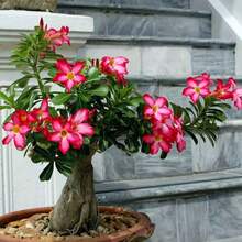 Flor de Rosa del Desierto, 60 Semillas, Adenium Obesum, Libre de OGM - Variante 1 - Ver 1