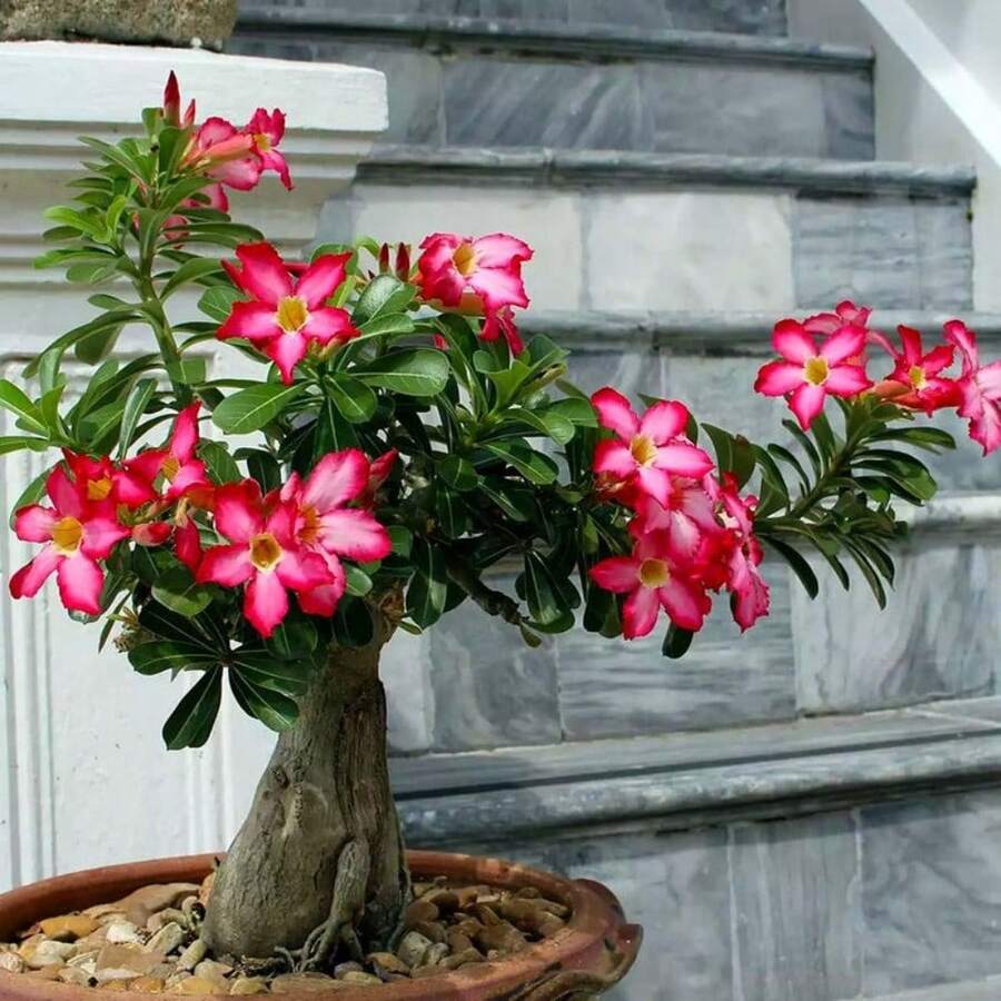 Flor de Rosa del Desierto, 60 Semillas, Adenium Obesum, Libre de OGM - Variante 1 - Ver 1
