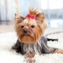 10pcs/Pack Cute Pet Fur Ball Hair Scrunchies, Versatile Fresh Cat & Dog Headbands, Suitable For Small Cats & Dogs, Random Assortment - Multicolor - View 5