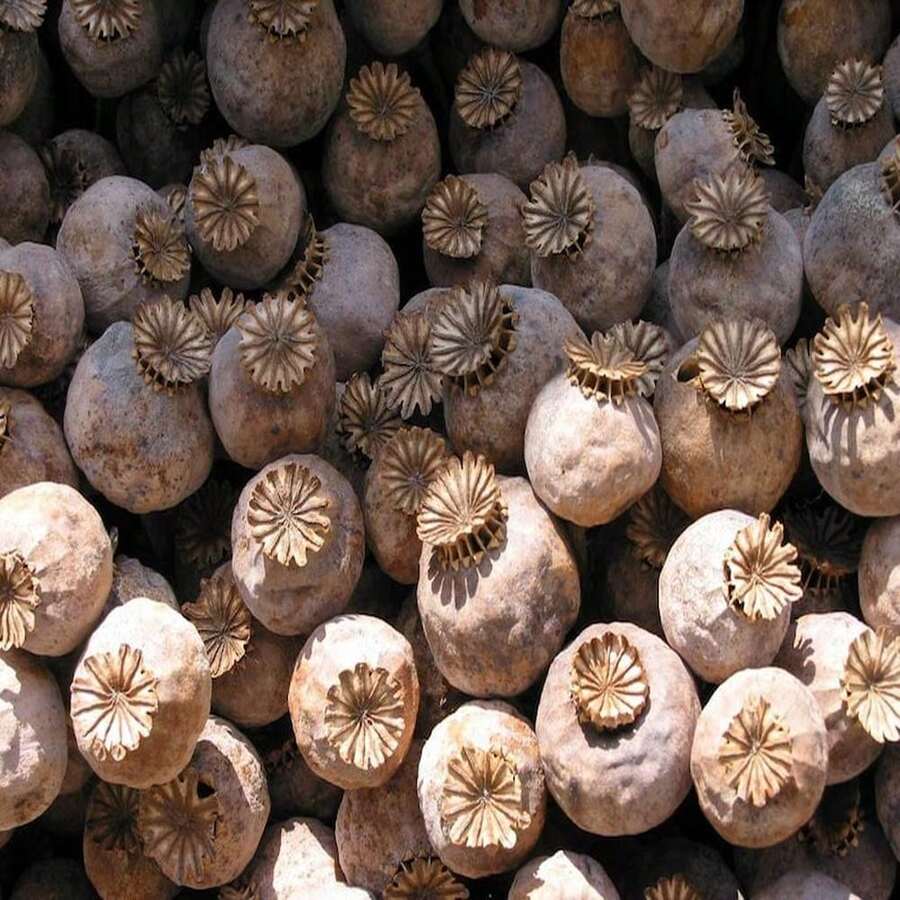 Semilla de amapola - SEMILLA - Ver 1