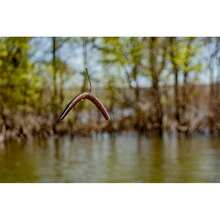 'YUM Baits Co. Dinger 5'' Paquete a Granel de 30' - verde amarillento (Carolina Pumpkin/Chartreuse) - Ver 7