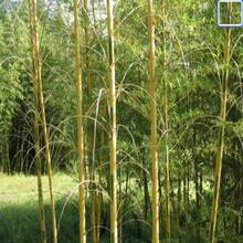 Semillas de Bambú MOSO - Phyllostachys edulis - Bambú de paisajismo resistente, semillas para plantar, semillas para interiores / exteriores - SEMILLA - Ver 1