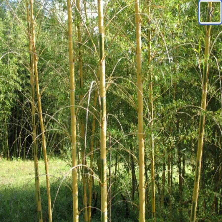 Semillas de Bambú MOSO - Phyllostachys edulis - Bambú de paisajismo resistente, semillas para plantar, semillas para interiores / exteriores - SEMILLA - Ver 1