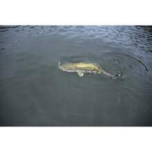 'YUM Baits Co. Dinger 5'' Paquete a Granel de 30' - verde amarillento (Carolina Pumpkin/Chartreuse) - Ver 4