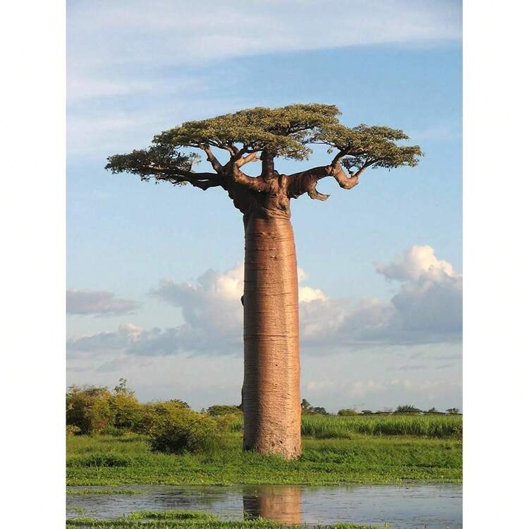 5 Semillas de Adansonia Grandidieri, Baobab de Grandidier - Gran Regalo para Amantes de las Plantas, o Cultivarloú Mismo - 5 piezas. - Añade 1
