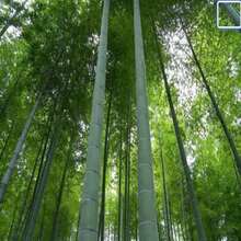 Semillas de Bambú MOSO - Phyllostachys edulis - Bambú de paisajismo resistente, semillas para plantar, semillas para interiores / exteriores - SEMILLA - Ver 9