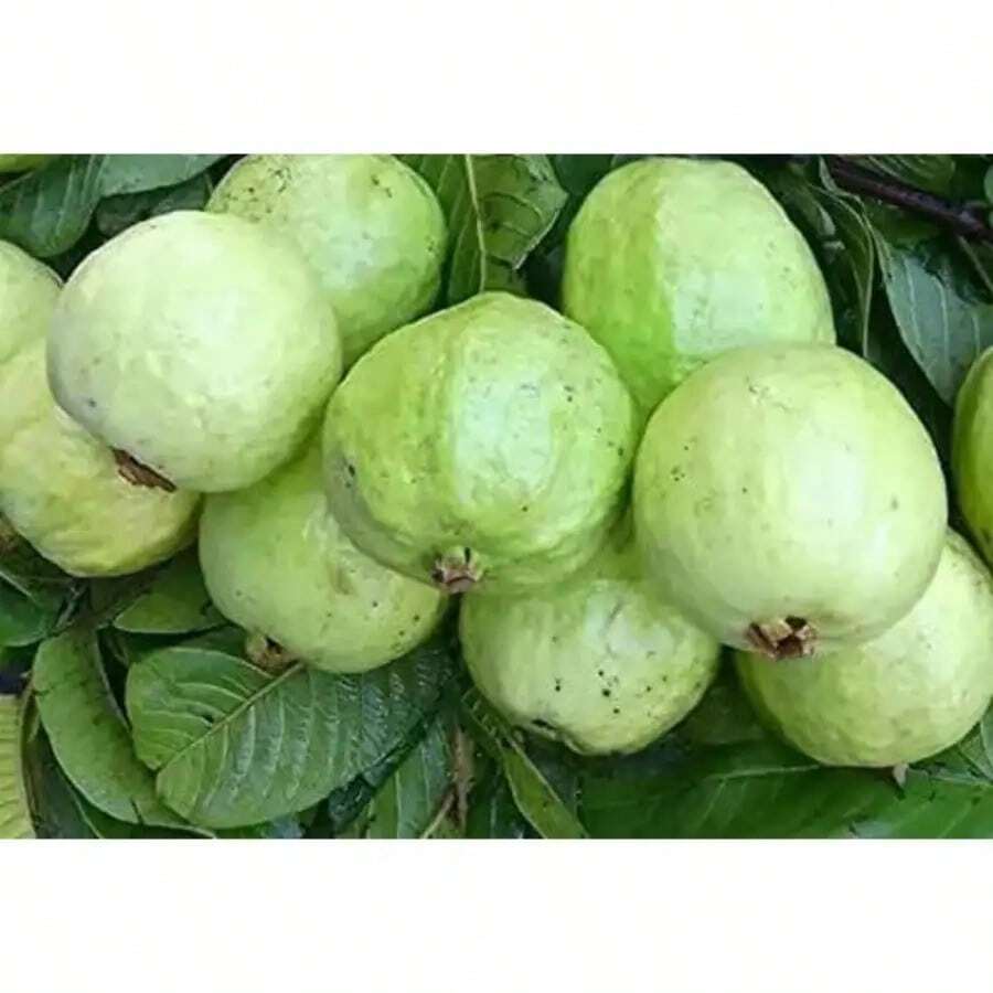 Cien Semillas de Guayaba India Gigantes - 100 piezas - Ver 1