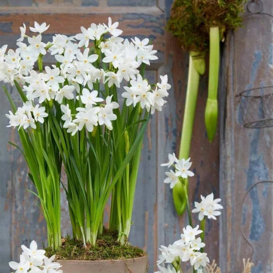 Paquete 300 bulbos semillas de narciso flor ornamental Low2Flavor jardín exterior plantado primavera fácil germinación floración duradera resistente - 300 - Ver 1
