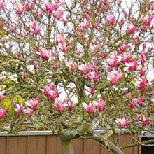 200 piezas de semillas de magnolia de alta calidad con alta tasa de germinación, semillas convencionales no transgénicas adecuadas para paisajismo exterior y paisajismo de balcones. - 200 piezas - Ver 1