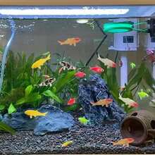 2/4 件逼真锦鲤装饰 | 橙色、白色、黑色、红色多色人造鱼 | 淡水水族箱/池塘造景装饰 | 精细鳞片 + 逼真眼睛设计 | 塑料，无化学污染 | 水生宠物压力缓解，适用于室内淡水池塘、造景、水族箱装饰 - 彩色 - 查看 2