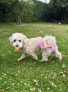 3/2/1 包舒缓宠物奶嘴 | 硅胶咀嚼玩具，可安抚焦虑的狗狗和猫咪 | 出牙辅助器，辅食