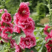 Semillas de Malva para Plantación en Jardín Casero - 140 piezas - Ver 5