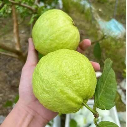 15 Semillas de Guayaba para Plantar – Deliciosas Guayabas Tropicales en su Jardín – No GMO, Alta Tasa de Germinación, Perfecto para Huertos Caseros y Cosechas Frescas