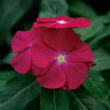 Semillas de glicina de punto de en EE. UU. Vinca Virtuosa flor de frambuesa semillas - 100 semillas - Ver 2
