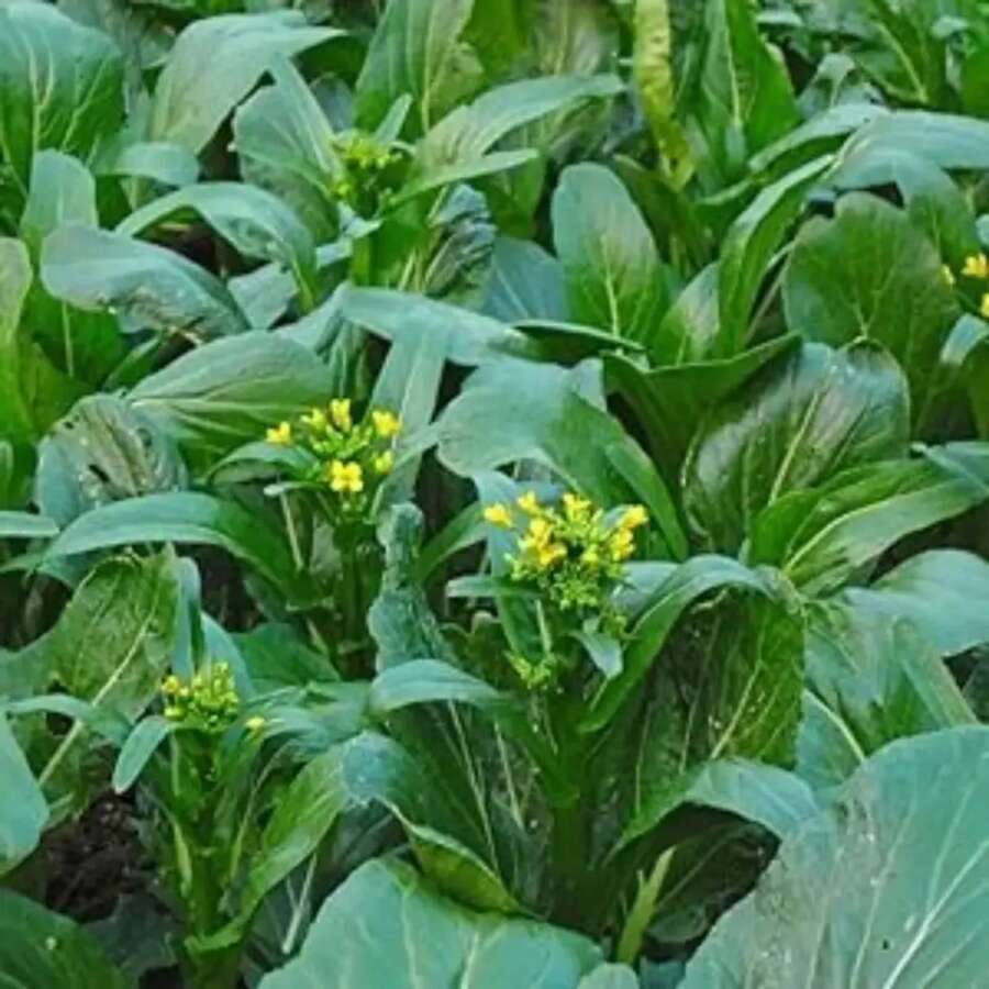 200 piezas de semillas de Yu Choy Sum para plantar, floración china, col Yu Chai Choi Sum Chai Sim, tolerante al calor y a las heladas. - 200 piezas - Ver 1