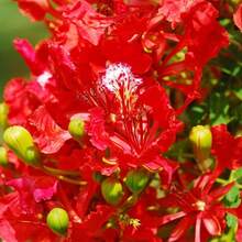 Delonix regia - Semillas de árbol de llama flamboyante Royal Poinciana - 30 piezas - Ver 1