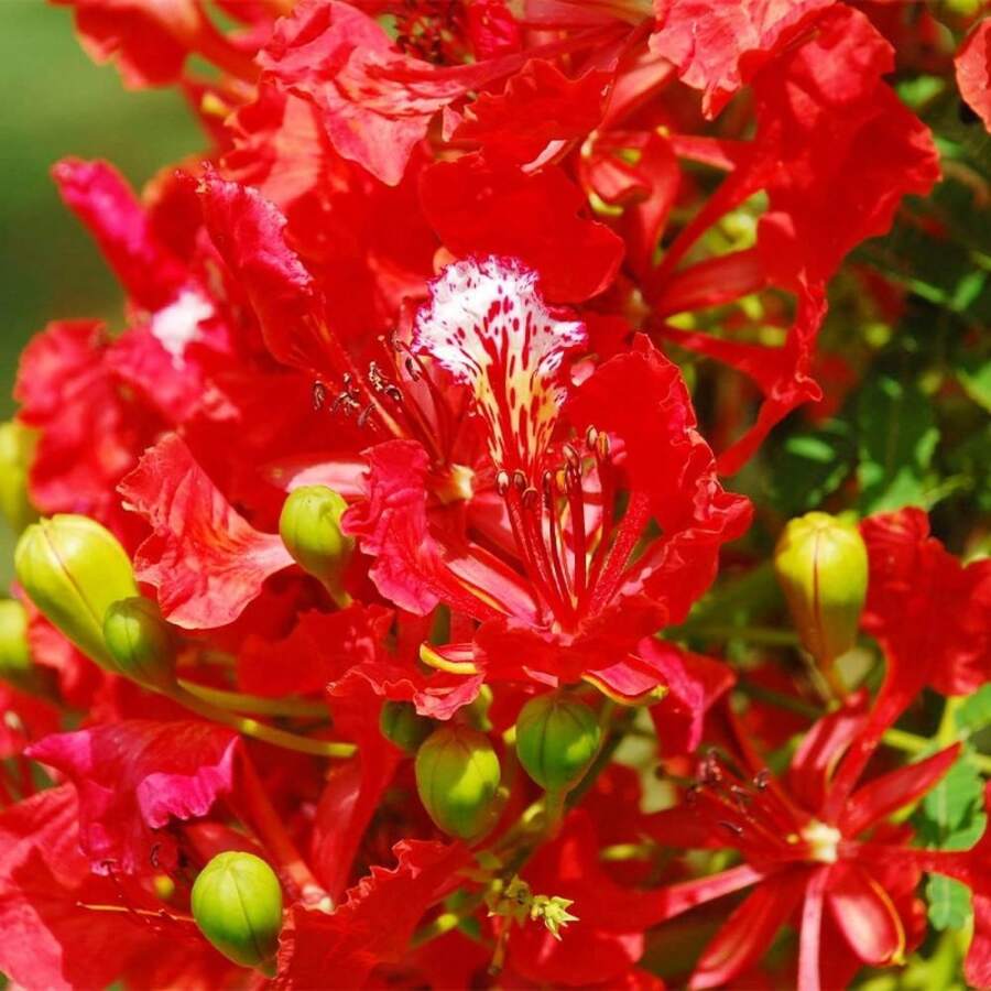 Delonix regia - Semillas de árbol de llama flamboyante Royal Poinciana - 30 piezas - Ver 1