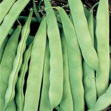 300 piezas de semillas de frijol natural, flores al aire libre, plantas, horticultura, naturaleza - 300 piezas - Ver 10