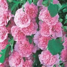 Semillas de Malva para Plantación en Jardín Casero - 140 piezas - Ver 4