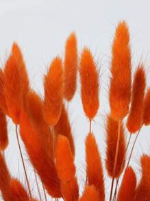30/60/90 pièces Fleurs séchées de queues de lapin, fleurs séchées de Lagurus ovatus orange, herbe de pampa, arrangement floral séché pour la décoration de style bohème d'automne, mariage d'automne, décoration de ferme de Noël, décoration extérieure, décoration d'automne