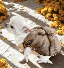 DISFRAZ DE PAN DE MUERTO PERRINA DIA DE MUERTOS HALLOWEEN PERRO Y GATO - Camel - Ver 3