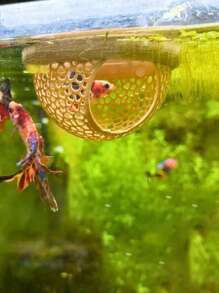 鱼休憩室水族箱配件浮动鱼休憩室，鱼儿藏身处浮动隧道，水族箱洞穴装饰休息鱼缸装饰，小型鱼缸鱼虾休息栖息地，室内水族箱宠物用品 - 彩色 - 查看 9