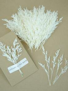 أبيض نقي (عشب العاشق)