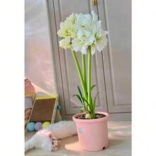 300 piezas de semillas de planta de amarilis 'Elvas' fáciles de cultivar - flores blancas y rojas de doble floración para jardines interiores y exteriores - SEMILLA - Ver 1