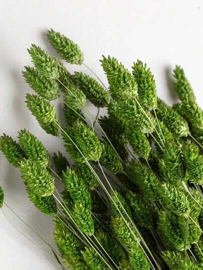 25/50/100 支宝石草干花，多种颜色可选，适用于家居装饰、花瓶装饰、DIY 花束、蛋糕装饰