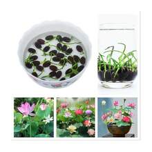 30 Semillas BONSAI SEMILLAS DE LOTO, 30 Semillas, K91-Es una flor herbácea acuática perenne - SEMILLAS DE LOTO BONSAI 30-1 - Ver 1