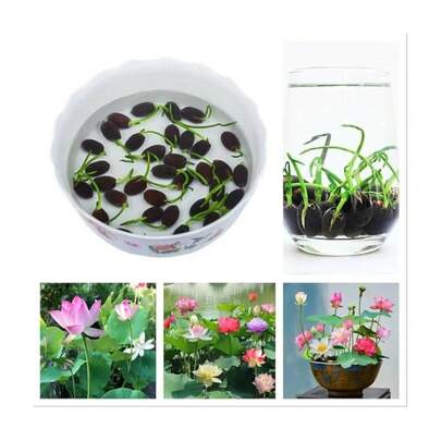 30 Semillas BONSAI SEMILLAS DE LOTO, 30 Semillas, K91-Es una flor herbácea acuática perenne