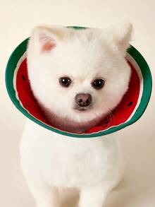 PETSIN Elizabeth Collar 猫用防咬颈项圈 防舔防抓防护锥形项圈 宠物美容用 适合小型猫咪