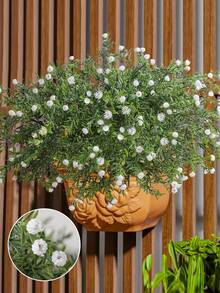 1 Bündel künstliche 7-Gabel Vollstern Griffkopf, Simulation 7-Gabel Kegel Stein Blume Griff Gras, Weiß, PE Material, künstliche Blumen, Simulation Pflanzen, für Outdoor-Veranstaltungen, Feiertage, Geburtstage, Hochzeiten, Partydekoration, Terrasse, Eingang, Esszimmer, Wohnzimmer, Schlafzimmer, Garten Dekoration, Heimdekoration - Grün - Übersicht 8