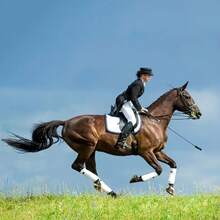 1 pieza Este látigo de montar negro combina un estilo elegante con un potencial picante. La longitud de 45 cm ofrece un control perfecto, ni demasiado largo ni demasiado corto. El mango trenzado se siente firme en la mano, mientras que los acentos dorados le dan un toque de lujo. Úselo para provocar, guiar o agregar sensaciones emocionantes: una herramienta elegante para aumentar los momentos íntimos. Ya sea que esté explorando nuevas dinámicas o dando un toque de emoción a los juegos de rutina.