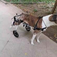 2025 NEW:Mirjan24 Hocker Niko groß Sitzhocker Polsterhocker Sitzbank Fußbank Pouf Farbauswahl (Uttario Veet 2955)Poso 05Poso 05