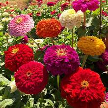 1000 piezas de semillas gigantes de zinnia para plantar, semillas de flores de herencia no transgénicas, cultivadas en EE. UU., premium, que atraen mariposas, en rojo, naranja, amarillo, blanco, rosa y morado. - SEMILLA - Ver 1