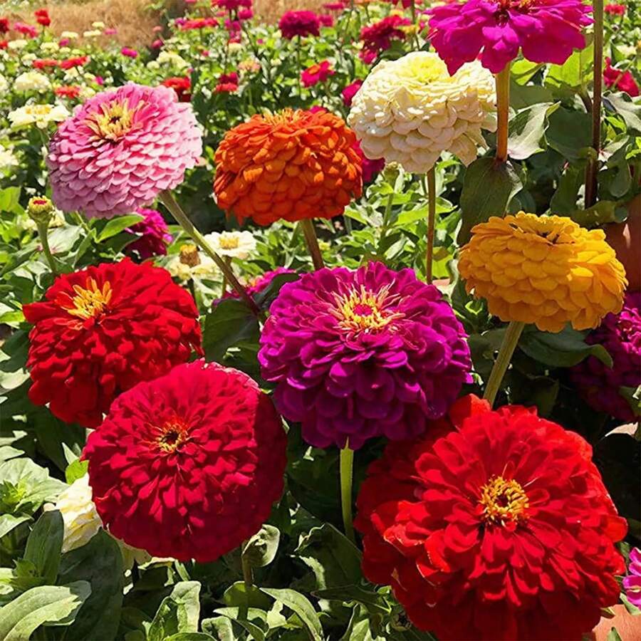 1000 piezas de semillas gigantes de zinnia para plantar, semillas de flores de herencia no transgénicas, cultivadas en EE. UU., premium, que atraen mariposas, en rojo, naranja, amarillo, blanco, rosa y morado. - SEMILLA - Ver 1