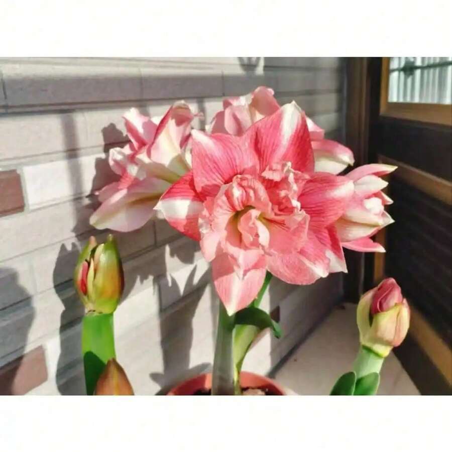 300 piezas de semillas de planta de amarilis 'Elvas' fáciles de cultivar - flores blancas y rojas de doble floración para jardines interiores y exteriores - SEMILLA - Ver 1